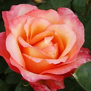 4029-rosa-aquarius-ruze-prani.jpg