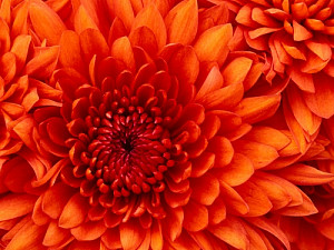 chrysanthemum_275294978.jpg