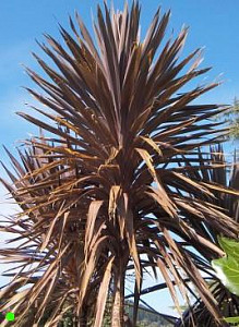 cordyline_australis_1117006096.jpg