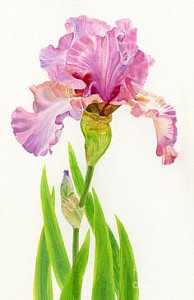 iris-ruzovy.jpg