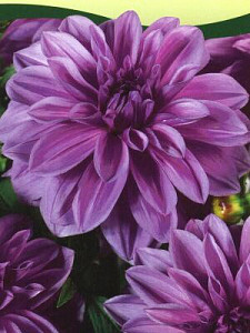 jirina_-_dahlia_lilac_time-100cm.jpg