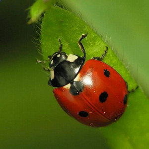 ladybug.jpeg