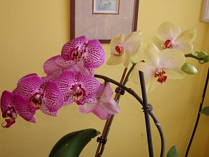 orchidej_1291213116.jpg