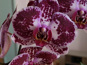 orchidej_1510289853.jpg