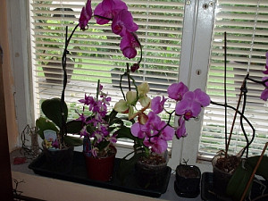 orchidej_2008_002.jpg