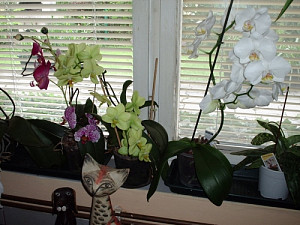 orchidej_2008_003.jpg