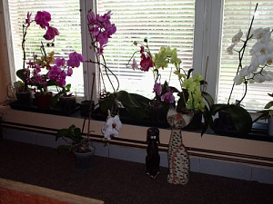 orchidej_2008_004.jpg