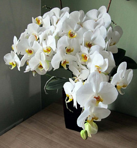 rozkvetla-orchidej.jpg