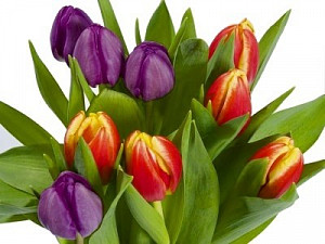 tulipany-fialove-a-zlutocervene.jpg